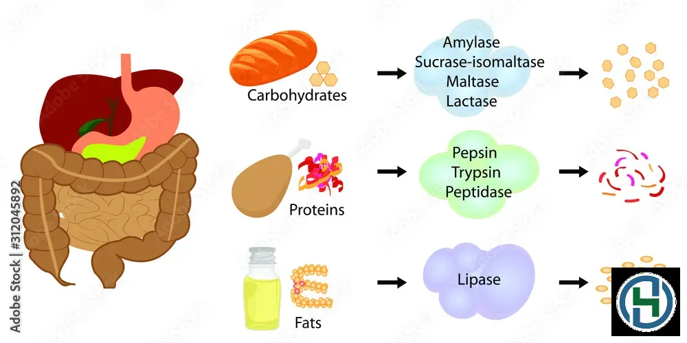 Cơ chế làm sạch thông minh từ Enzyme tự nhiên giúp đánh tan dầu mỡ hiệu quả