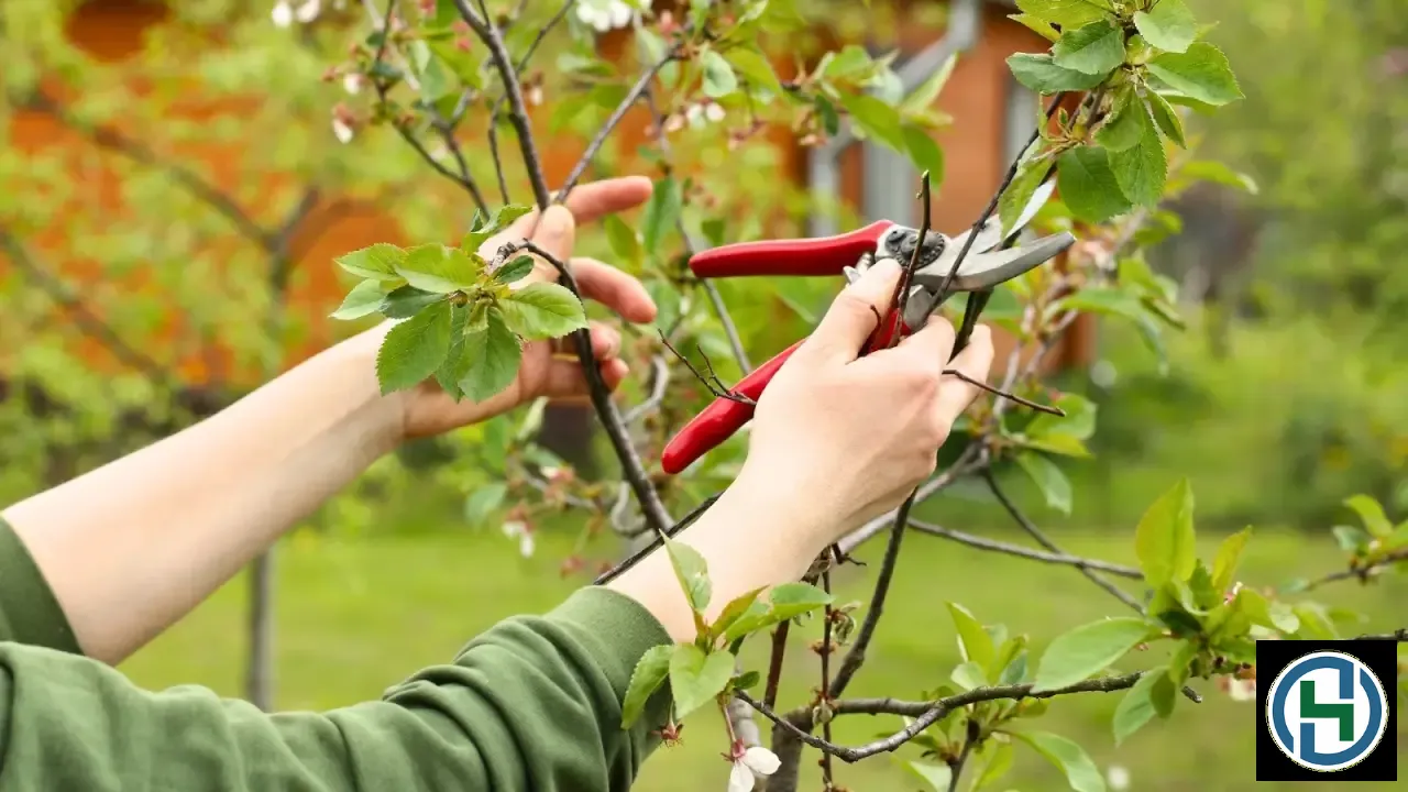 Cắt tỉa cành khô là bước quan trọng để kích thích cây phát triển và tạo sự thông thoáng