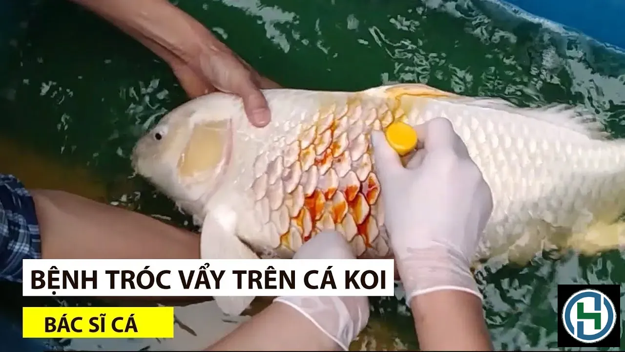 Lớp màng nhầy bảo vệ là yếu tố cực kỳ quan trọng đối với sức khỏe của cá Koi
